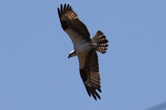 Pandion haliaetus