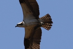Pandion haliaetus