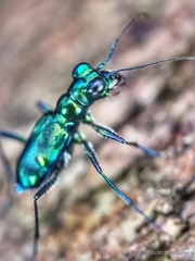 Cylindera versicolor