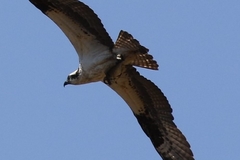 Pandion haliaetus