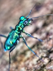 Cylindera versicolor