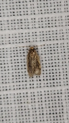 Hoplostega ochroma