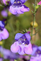 Penstemon heterophyllus australis