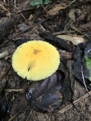Leucocoprinus brunneoluteus