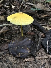 Leucocoprinus brunneoluteus