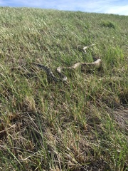 Pituophis catenifer sayi