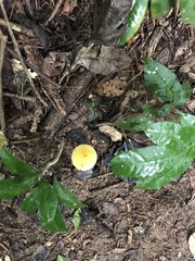Leucocoprinus brunneoluteus