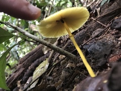 Leucocoprinus brunneoluteus