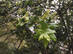 Quercus tarokoensis