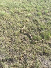 Pituophis catenifer sayi