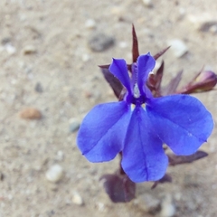 Lobelia