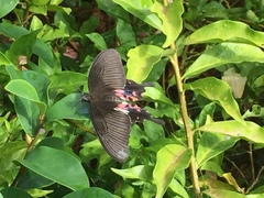 Papilio polytes romulus