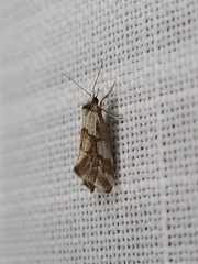 Philenora chionastis