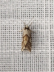 Philenora chionastis