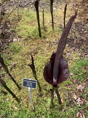 Amorphophallus konjac