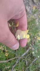 Vicia grandiflora