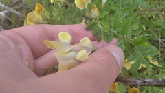 Vicia grandiflora