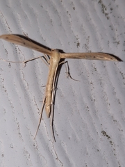 Hellinsia kellicottii