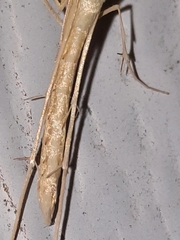 Hellinsia kellicottii