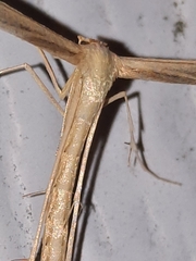 Hellinsia kellicottii