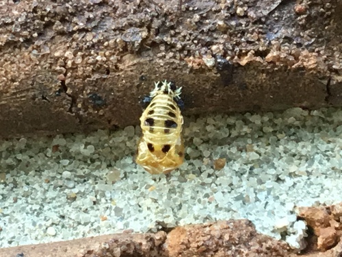 Asian Lady Beetle photographed in Arkansas