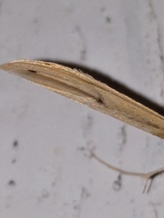 Hellinsia kellicottii