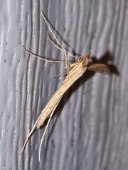 Hellinsia kellicottii