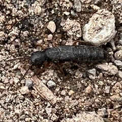 Dinothenarus badipes