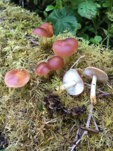 Rhodocollybia butyracea