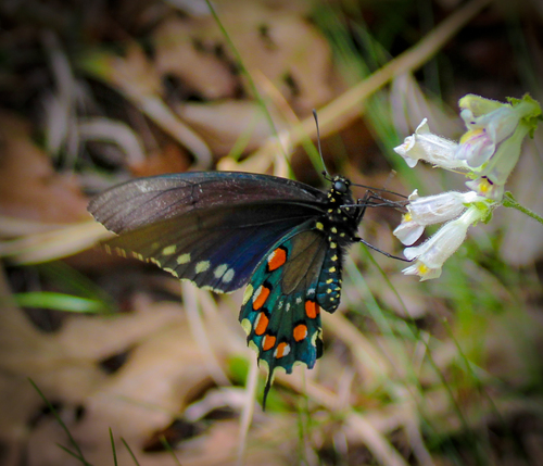 Pipevine swallowtail