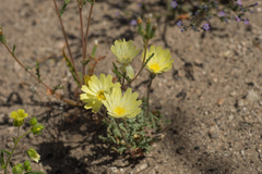 Anisocoma acaulis