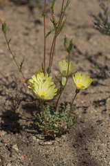 Anisocoma acaulis
