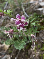 Hosackia stipularis ottleyi
