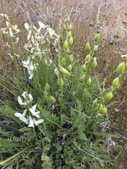 Astragalus reventiformis