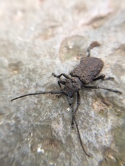 Aethalodes verrucosus