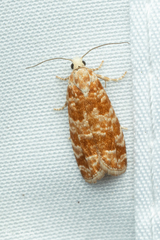 Retinia virginiana