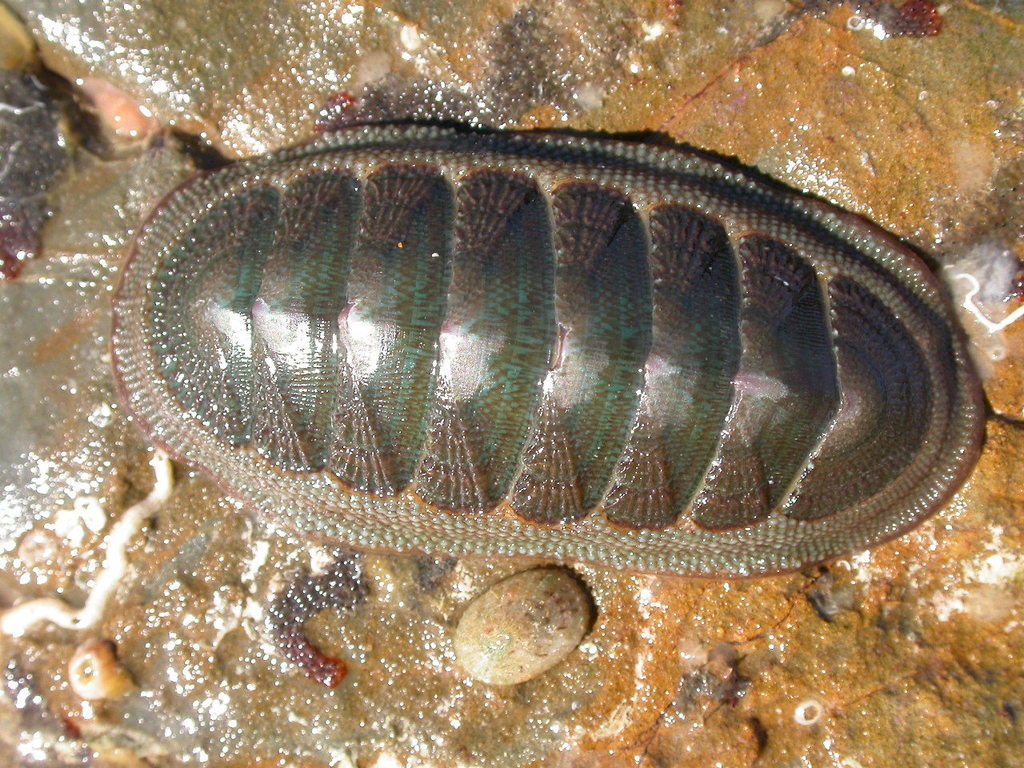 Austral Chiton