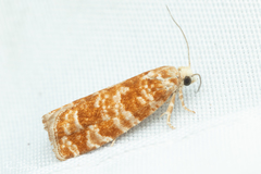 Retinia virginiana