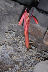 Hieronymiella