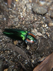 Campsosternus watanabei