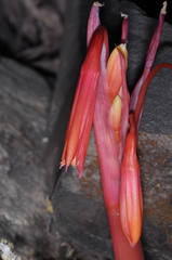Hieronymiella