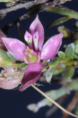 Image of Krameria lappacea by (c) aacocucci, some rights reserved (CC BY)