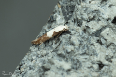 Mompha circumscriptella