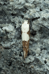 Mompha circumscriptella