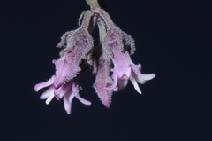 Philibertia parviflora