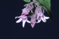 Philibertia parviflora