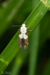Mompha circumscriptella