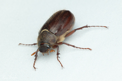 Phyllophaga hirticula