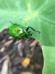 Trigonophorus rothschildi