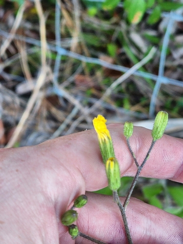 Hieracium image